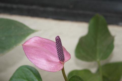 Goa Flowers - Download Goa Photos